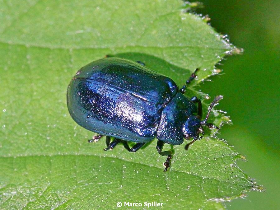 Chrysolina coerulans: No, Linaeidea aenea, forma di colore bl